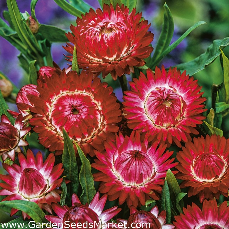 Sempre Viva - vermelho - 1250 sementes - Xerochrysum bracteatum – Garden  Seeds Market | Frete grátis