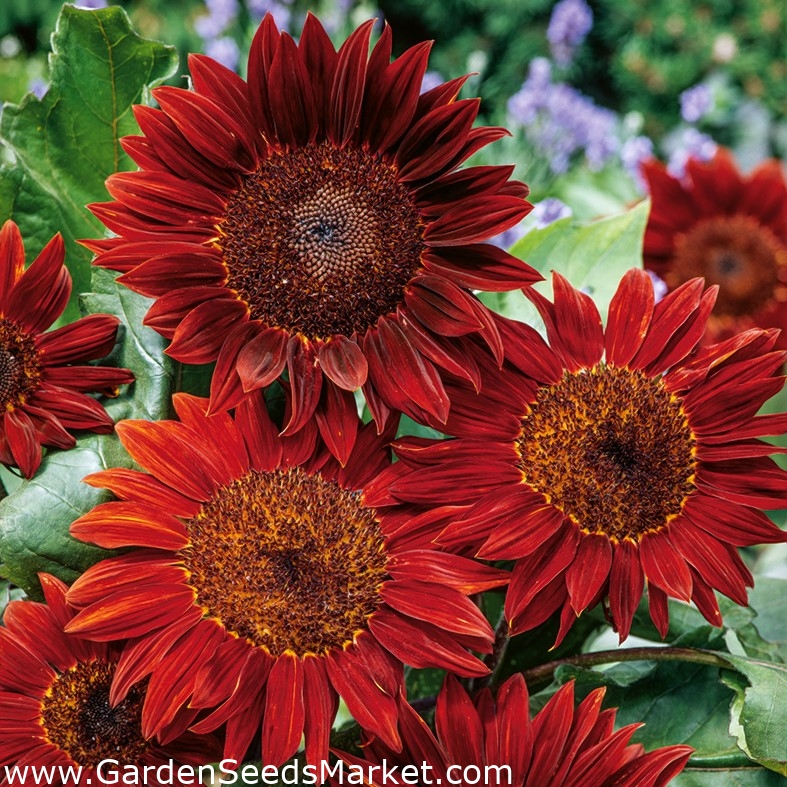 Zonnebloem - Red Sun - 80 zaden - Helianthus annuus – Garden Seeds Market |  Gratis verzending