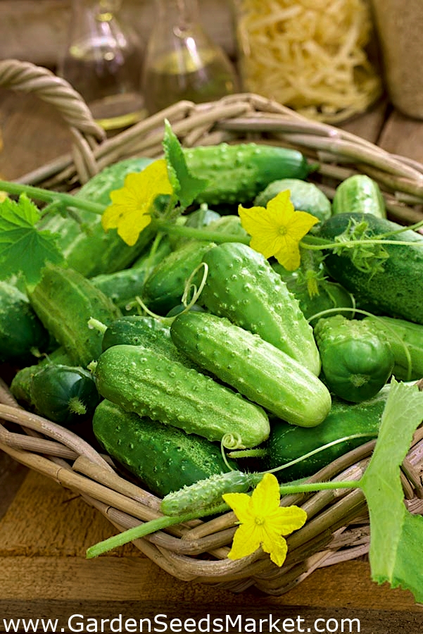 Field cucumber "Cornichon de Paris" SEED TAPE Garden Seeds Market