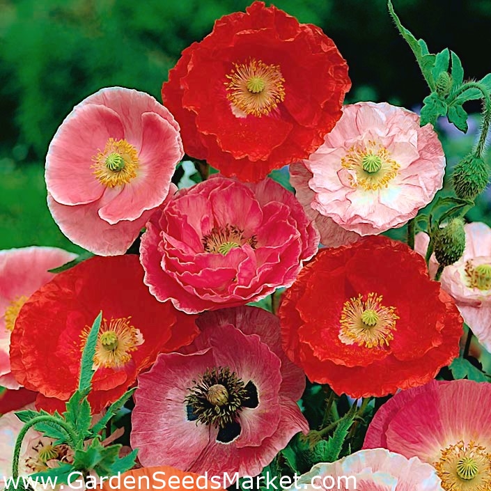 Common Poppy Mother Of Pearl Pastel Coloured Variety Corn Poppy Corn Rose Field Poppy Flanders Poppy Red Poppy Garden Seeds Market Free Shipping