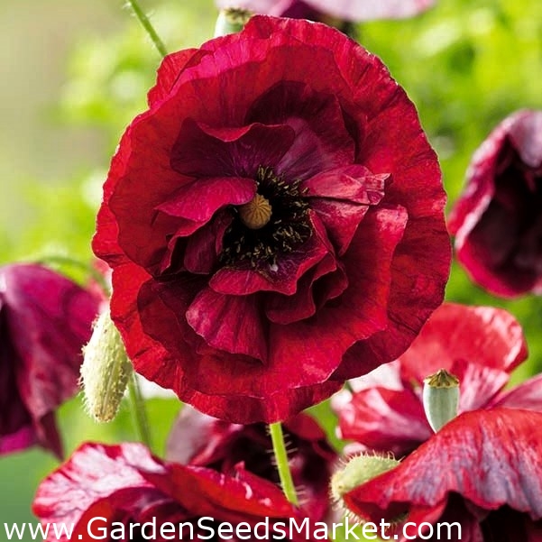 Pavot commun "Pandora" - fleurs ombragées; pavot de maïs, rose de maïs,  pavot des champs, pavot des Flandres, pavot rouge - – Garden Seeds Market |  Livraison gratuite