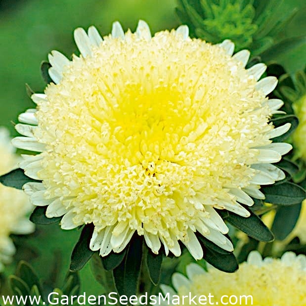 公爵夫人アスター アレクサンドラ 背の高い黄色の花の品種 Garden Seeds Market 送料無料