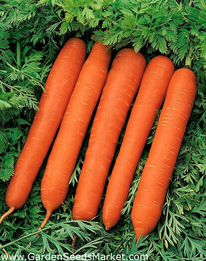 Морковь гибриды. Морковь f1 Калипсо. Морковь Балтимор f1. Морковь Аурантина f1 описание. Морковь мандарин f1.