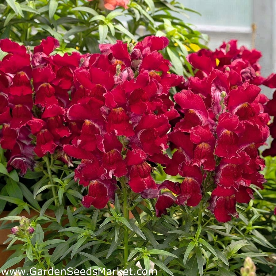Almindelig snapdragon "Sabrina" - en hybridkultivar med crimson-farvede blomster – Garden | Gratis fragt