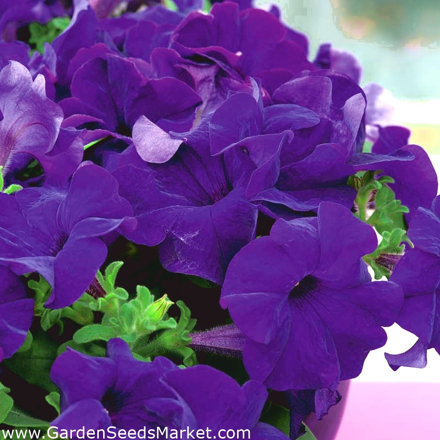 Garden petunia "Nokturn" navy blue flowers Garden Seeds Market