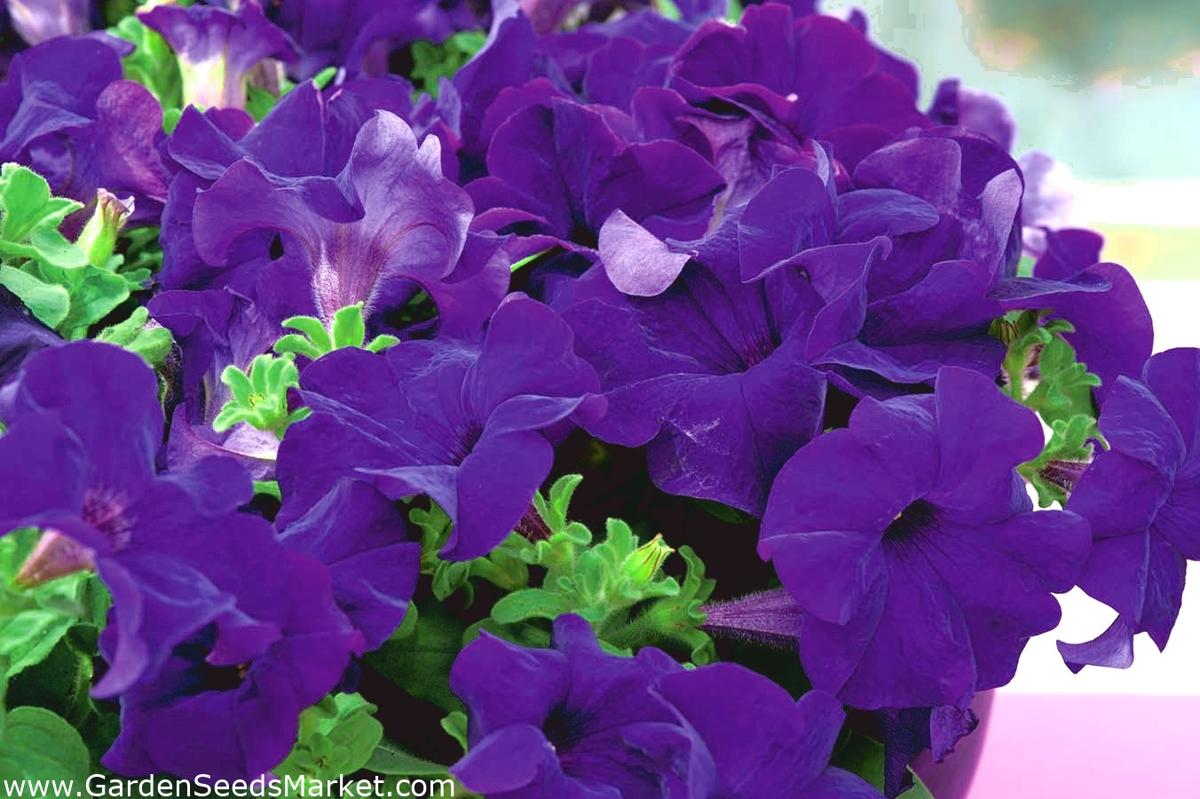 Garden petunia "Nokturn" navy blue flowers Garden Seeds Market