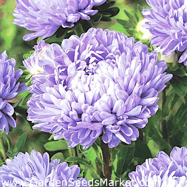 ピオニーアスターミラージュ 高い紫 淡い紫の色合い Garden Seeds Market 送料無料