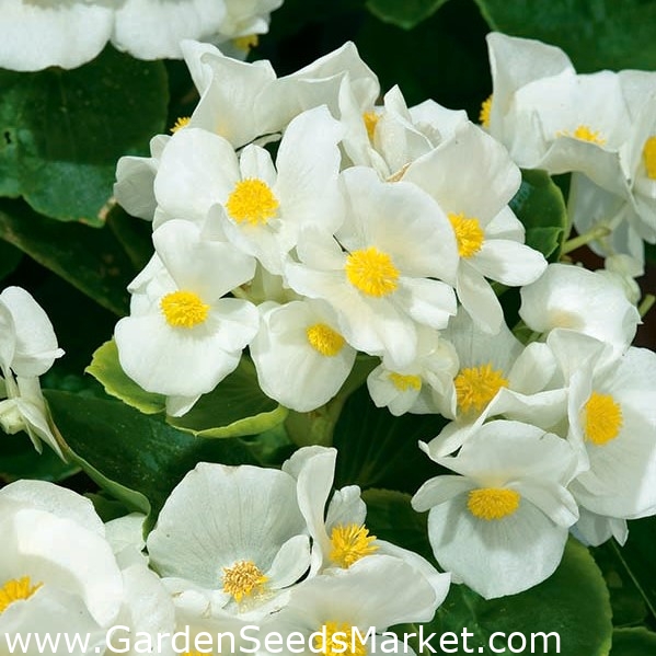 Begonia "Barbara" - stadig blomstrende, hvit, grønnbladsort - – Garden  Seeds Market | Gratis frakt