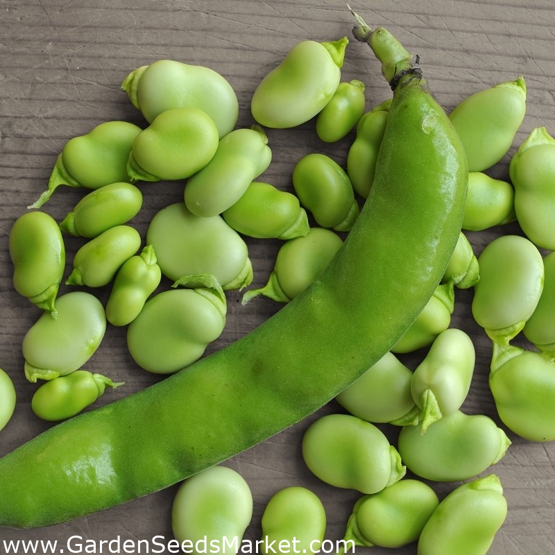 Fazole "Bizon" - 1 kg - – Garden Seeds Market | Doprava zdarma