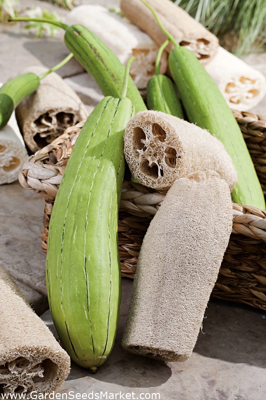 Szivacs tök, egyiptomi uborka, vietnami luffa - 9 mag - Luffa cylindrica -  magok – Garden Seeds Market | Ingyenes szállítás