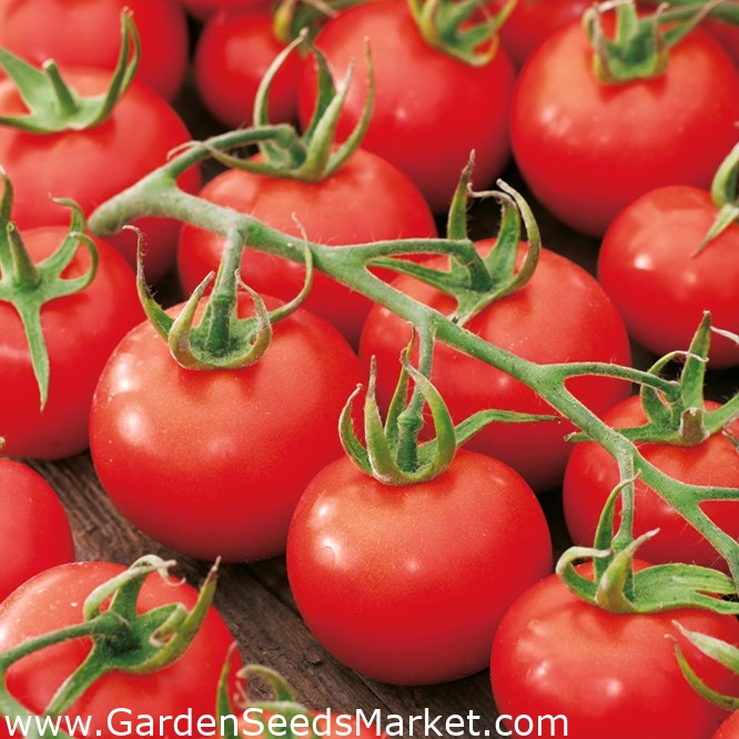 Ντομάτα "Dafne F1" - για καλλιέργεια θερμοκηπίου και σήραγγας -  Lycopersicon esculentum - σπόροι – Garden Seeds Market | Δωρεάν αποστολή