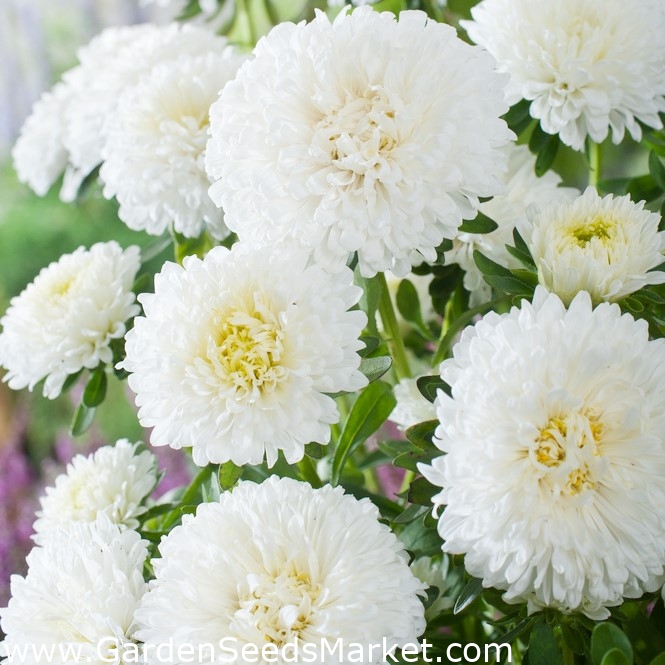 Aster blanco con flores de pompones - 500 semillas - Callistephus chinensis  – Garden Seeds Market | Envío gratis