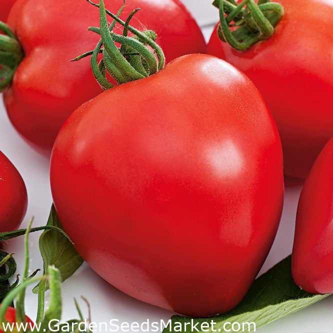 Tomat - Herodes - Lycopersicon esculentum Mill - frø – Garden Seeds Market  | Gratis frakt
