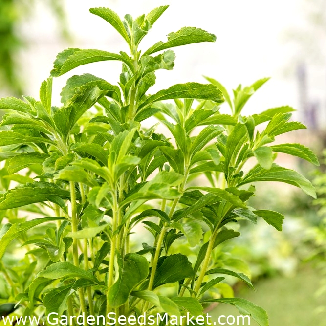 Stevia semena - Stevia rebaudiana - 30 semen – Garden Seeds Market |  Doprava zdarma