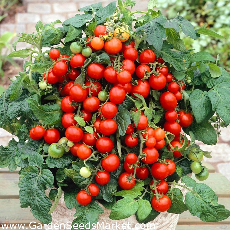 Cherry Paradajky - Lycopersicon esculentum - 200 semien - Lycopersicon  esculentum Mill - semená – Garden Seeds Market | Doprava zdarma