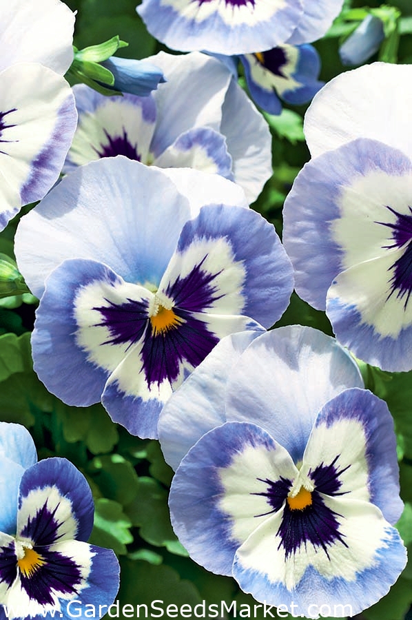 Largeflowered garden pansy blue with whiteandnavy spot "Adonis