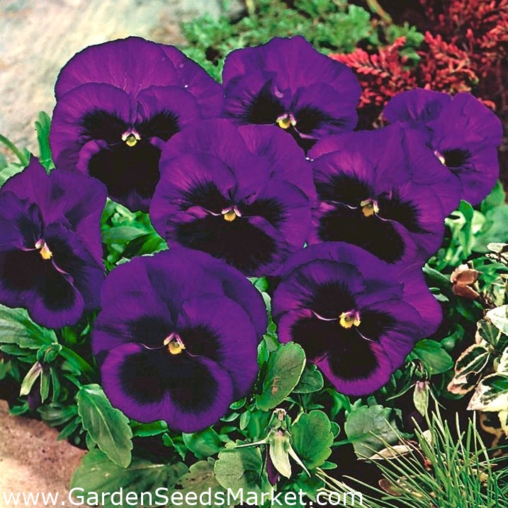 Pensamientos - Bergwacht - violeta - 400 semillas - Viola x wittrockiana –  Garden Seeds Market | Envío gratis