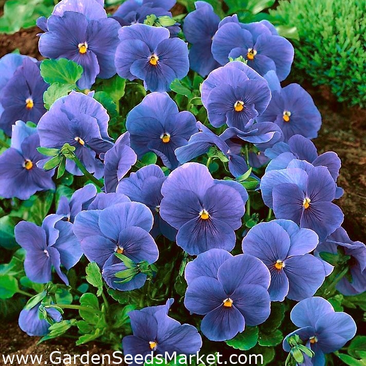 Stemorsblomst - Viola x wittrockiana - Celestial Blue - 400 frø - blå –  Garden Seeds Market | Gratis frakt