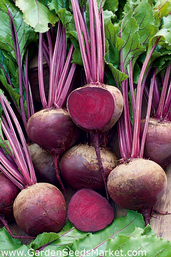 赤いビーツ ノボル Beta Vulgaris シーズ Garden Seeds Market 送料無料 赤いビーツ ノボル Beta Vulgaris シーズ Garden Seeds Market 送料無料