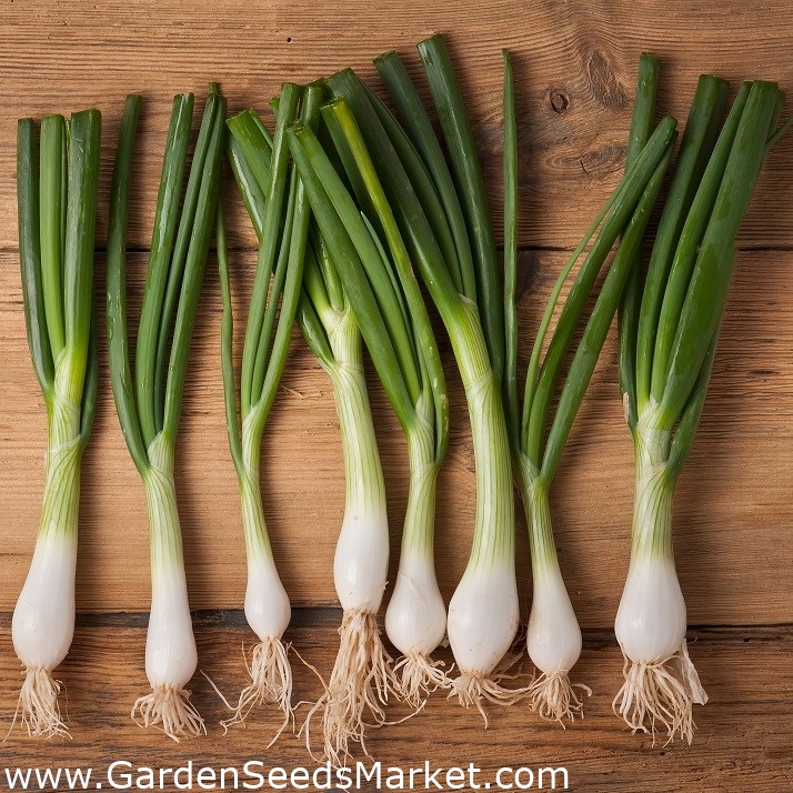 Welsh onion "Baikal" long lasting and delicious greens 750 seeds