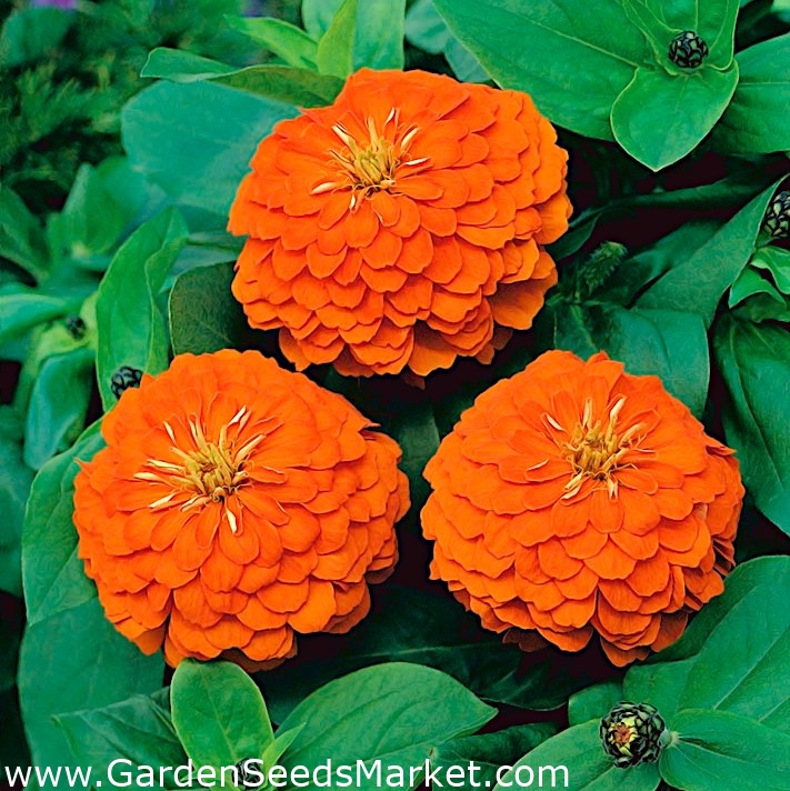 Dahlia-květovaný společný zinnia "Orange King" - 120 semen - Zinnia elegans  dahliaeflora - semena – Garden Seeds Market | Doprava zdarma