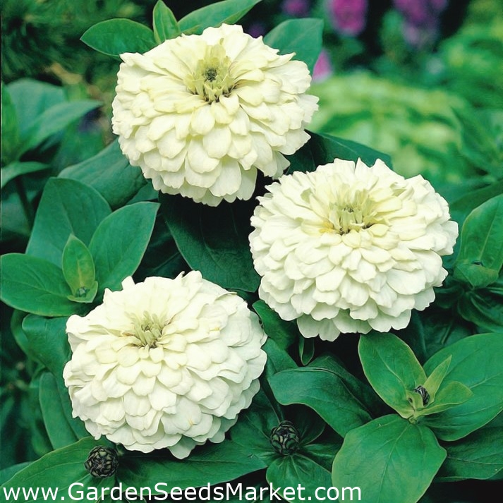 矮人花园百日草 Liliputek 白色 90粒种子 Zinnia Elegans 種子 Garden Seeds Market 免费送货 矮人花园百日草 Liliputek 白色 90粒种子 Zinnia Elegans 種子 Garden Seeds Market 免费送货