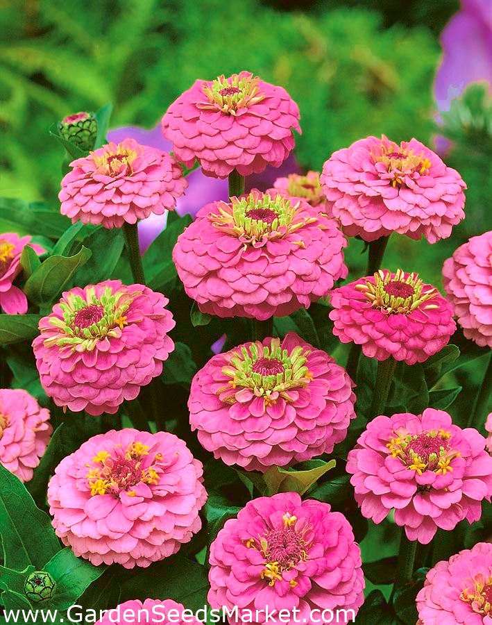 Zinnia "Liliput Rose Gem" - pink - 81 seeds – Garden Seeds Market | Free  shipping