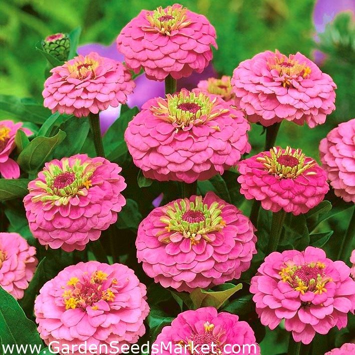 Zinnia 