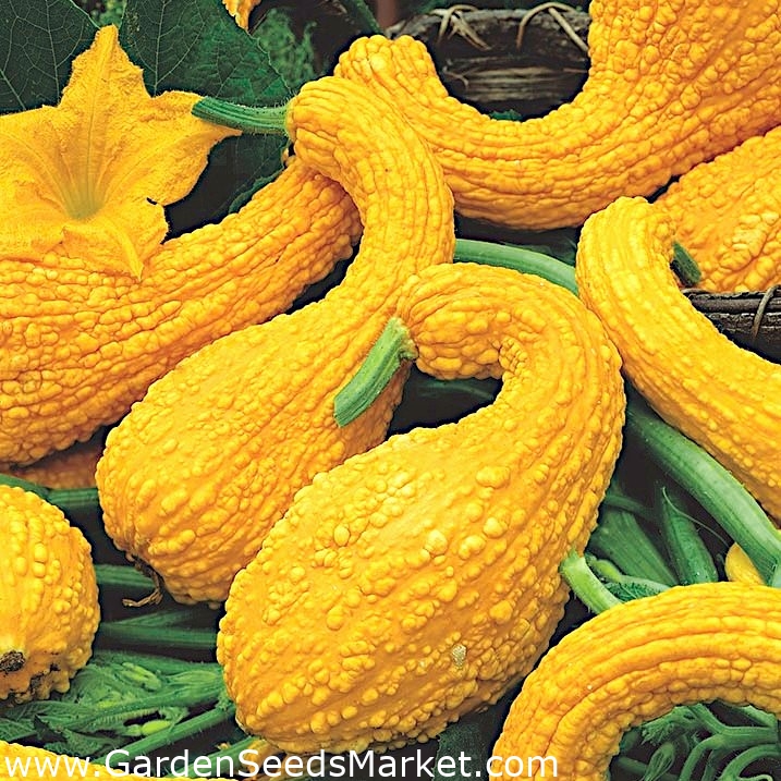 Yellow Crookneck Squash seeds Cucurbita pepo 15 seeds Garden