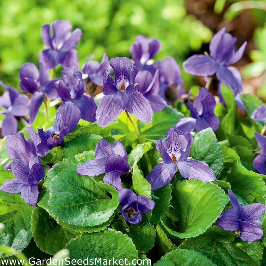 Violeta común - 120 semillas - Viola odorata – Garden Seeds Market | Envío  gratis