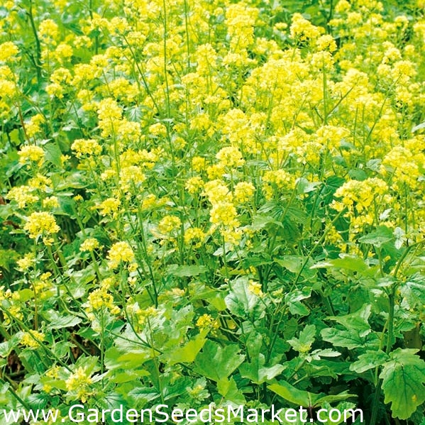Rijd weg overdrijven Raak verstrikt Witte mosterd - 5 kg - 650000 zaden – Garden Seeds Market | Gratis  verzending