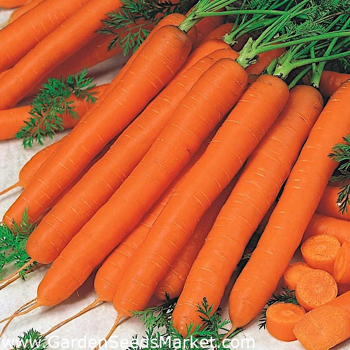 Porkkana - Eskimo F1 - Daucus carota - siemenet – Garden Seeds Market |  Ilmainen toimitus