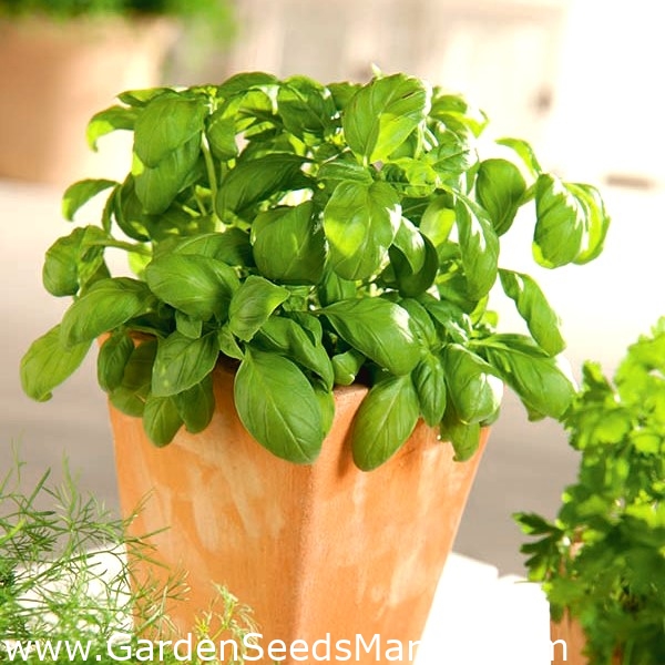 Мини градина - Зелен босилек - за тераси и тераси - Ocimum basilicum -  семена – Garden Seeds Market | Безплатна доставка