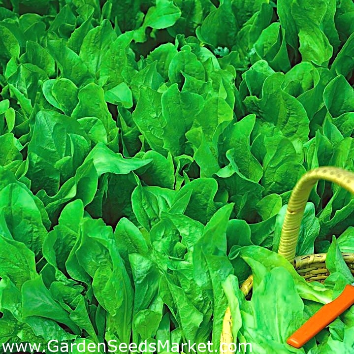Chicorée sauvage - Cichorium intybus - graines – Garden Seeds Market