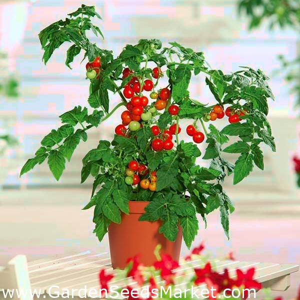 Mini zahrada - Červené cherry rajčata - pro pěstování na balkonech a  terasách - Lycopersicon esculentum - semena – Garden Seeds Market | Doprava  zdarma