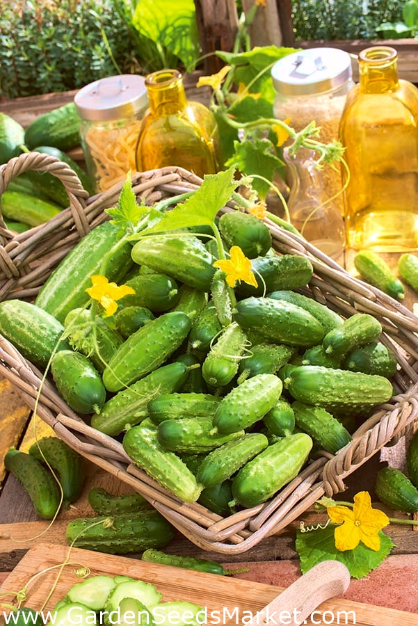 BIO Pepino "Cornichon de Paris" sementes orgânicas certificadas