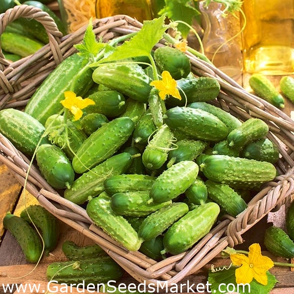 BIO Cucumber "Cornichon de Paris" certified organic seeds Garden