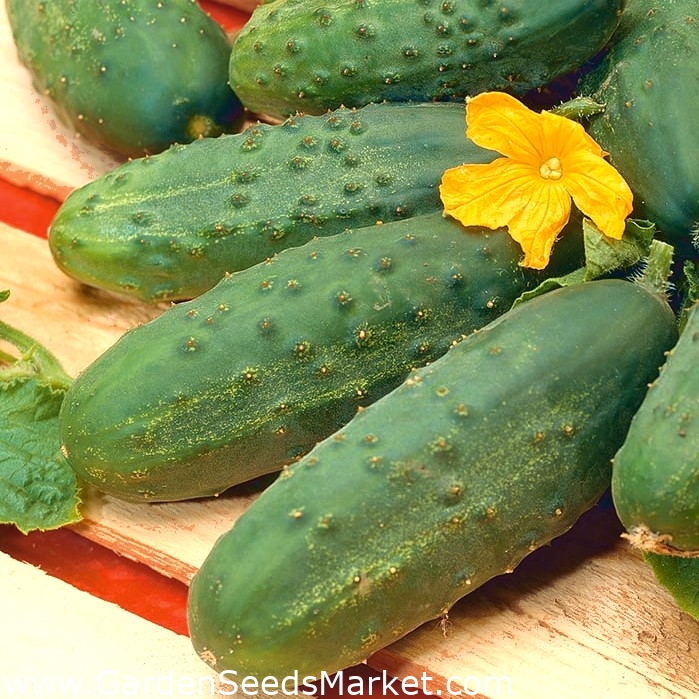 Cucumber "Victoria F1" field variety with vividly green fruit with