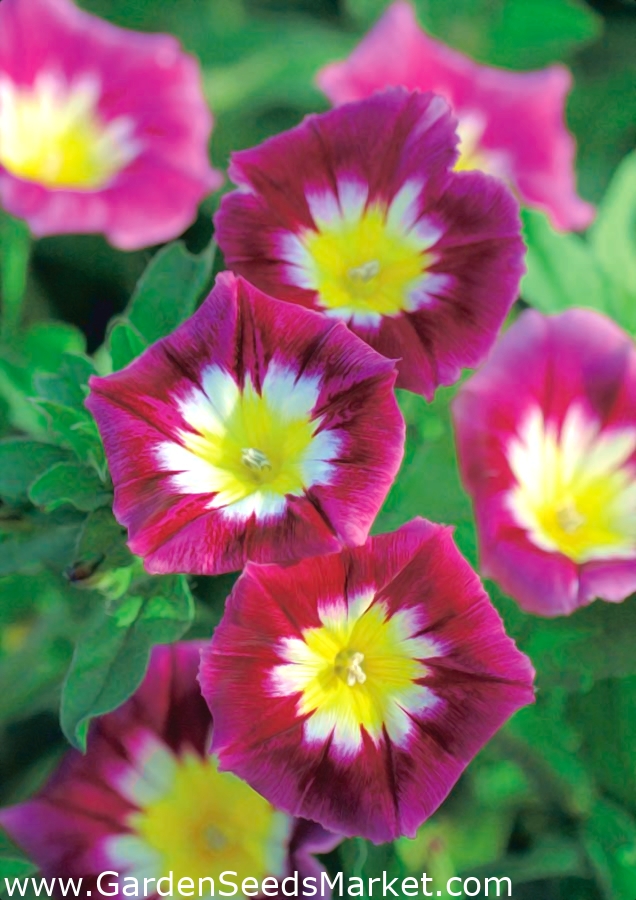 Red dwarf morningglory "Red Ensign"; tricolour convolvulus 200 seeds