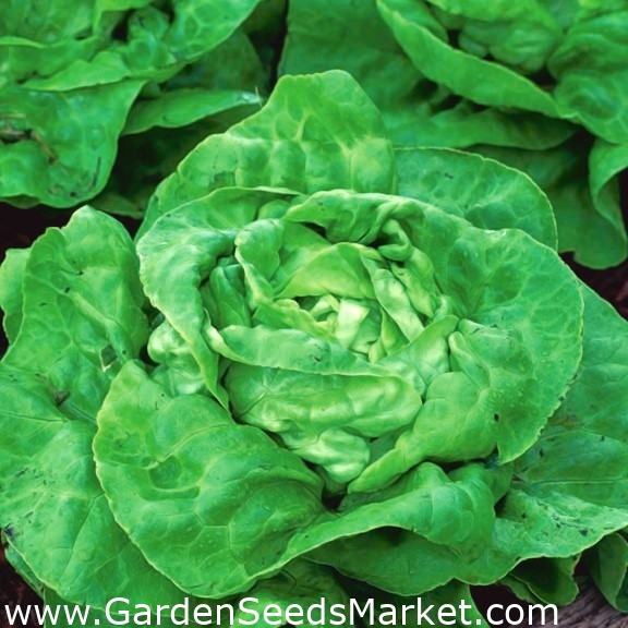 Lettuce Brighton (Winter Butterhead) U2013 Seeds | Garden