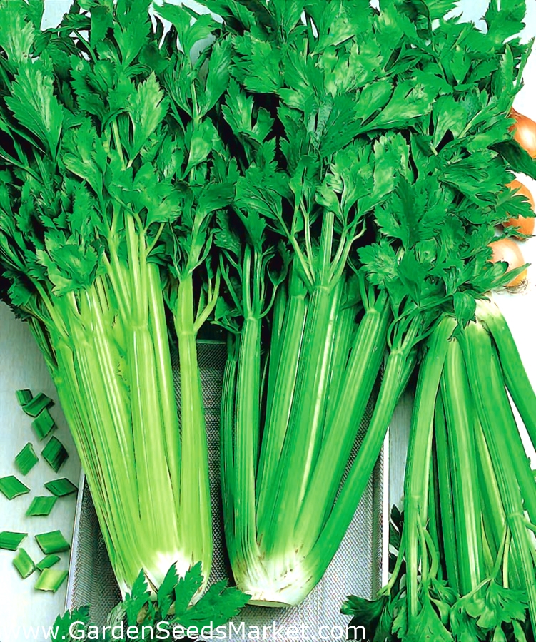 セロリ ヴェルデパスカル 濃くておいしい 淡い緑の葉 2600種子 Apium Graveolens シーズ Garden Seeds Market 送料無料