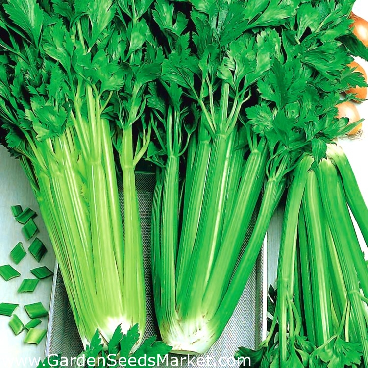 セロリ ヴェルデパスカル 濃くておいしい 淡い緑の葉 2600種子 Apium Graveolens シーズ Garden Seeds Market 送料無料
