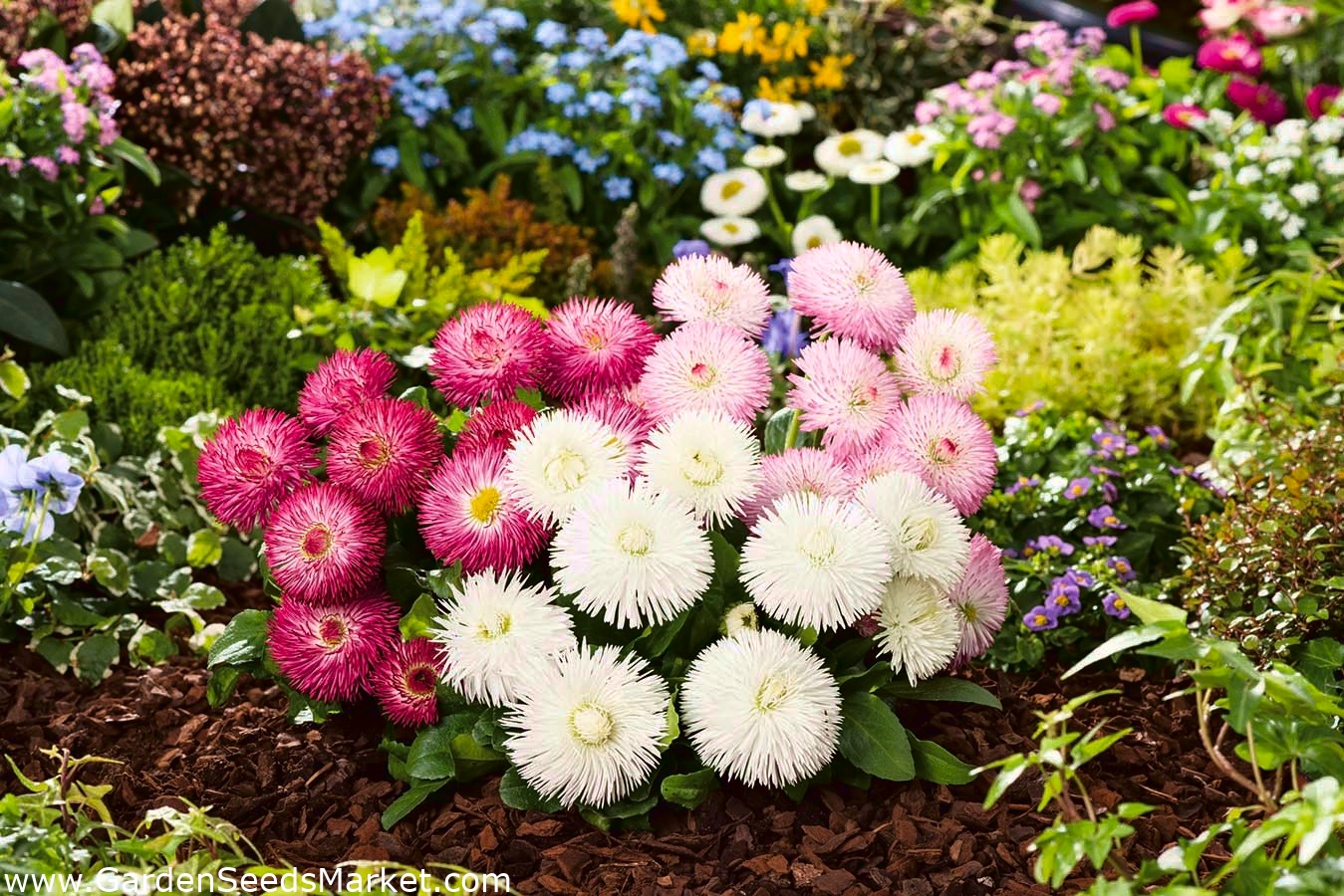Flower Daisy Pomponette Mixed Johnsons Seeds 250 Seeds Pictorial Pack