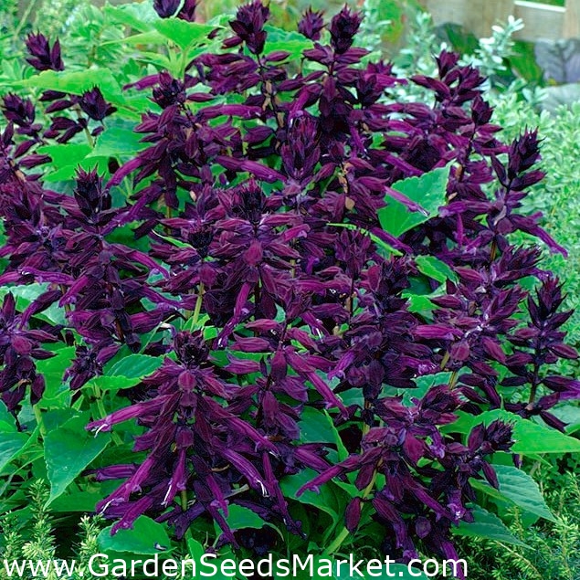 Praktsalvia Violett 84 Fron Salvia Splendens Garden Seeds Market Gratis Frakt