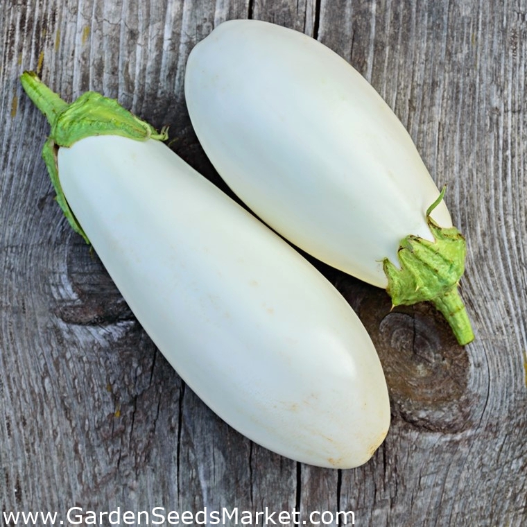 Baklažanas - White Egg - 125 sėklos - Solanum melongena – Garden Seeds  Market | Nemokamas pristatymas