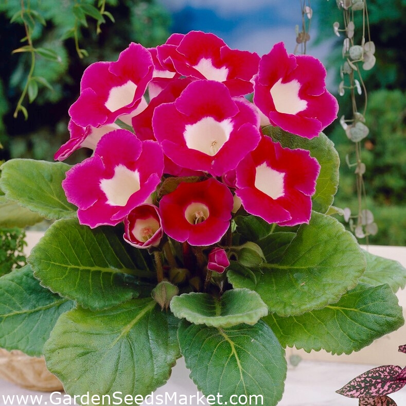 Blanche De Meru gloxinia rosa y blanca (Sinningia speciosa) - ¡paquete  grande! - 10 piezas - – Garden Seeds Market | Envío gratis