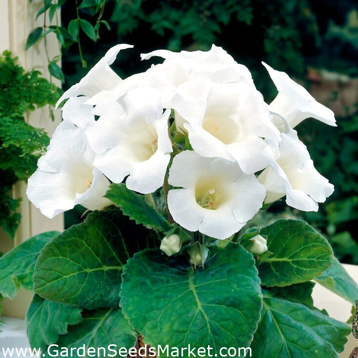 Gloxinia brasileira de flor branca Mont Blanc - pacote grande! - 10 PCS - –  Garden Seeds Market | Frete grátis