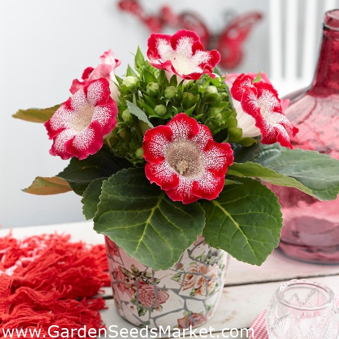 Tigrinia Red gloxinia - fehér-piros, pettyes virágzás - nagy csomag! - 10  db - – Garden Seeds Market | Ingyenes szállítás