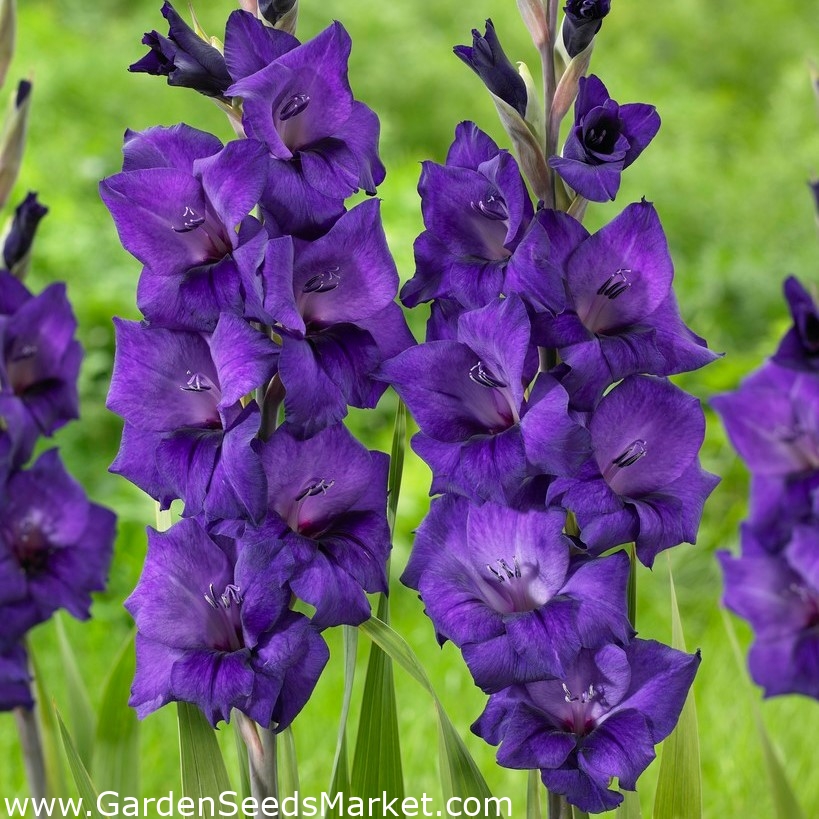 グラジオラス 紫色の花 Xxlサイズの球根5個 Garden Seeds Market 送料無料