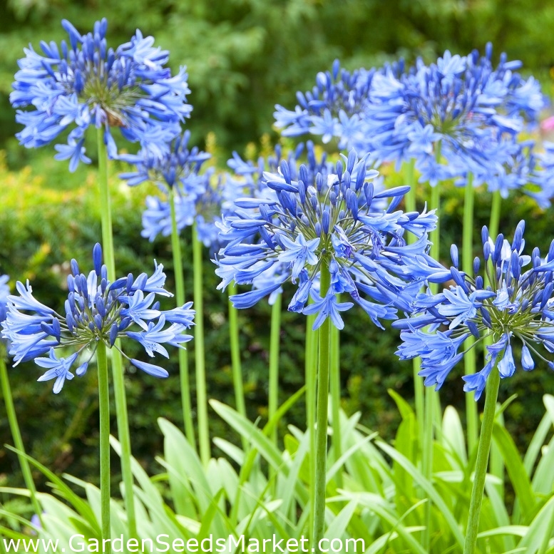 Agapanthus - azul – Garden Seeds Market | Envío gratis